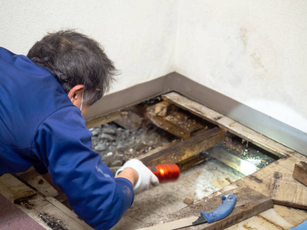Reliable Malden, MA Mold Remediation Solutions