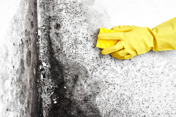 Best Bathroom Mold Remediation in Lden, MA