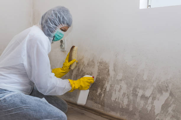 Best Industrial Mold Remediation in Lden, MA