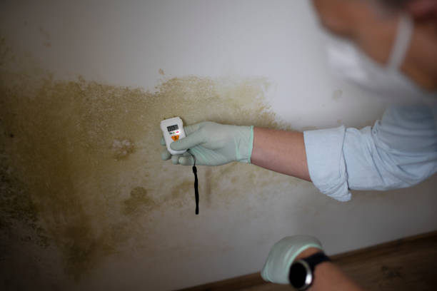 Best Post-Flood Mold Remediation in Lden, MA