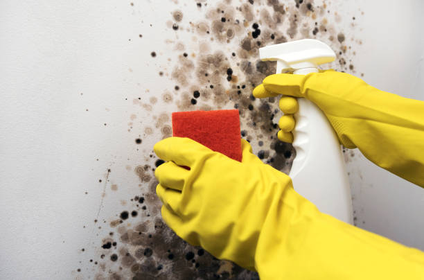 Best Black Mold Remediation in Lden, MA