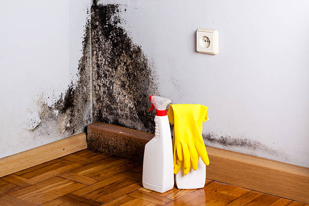 Best Mold Testing and Inspection Services in Lden, MA