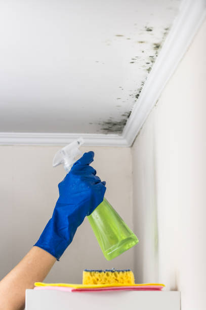 Best Basement Mold Remediation in Lden, MA