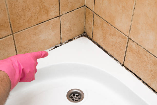 Best Insurance-Related Mold Remediation in Lden, MA